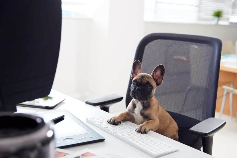 Junior Pawject Manager - Back